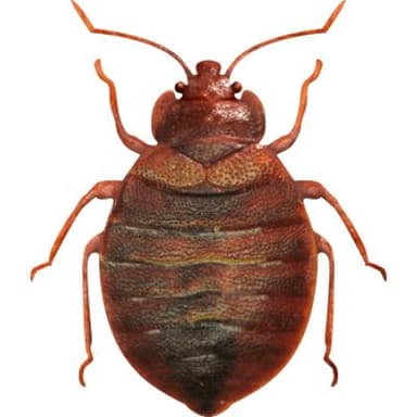 Bedbugs