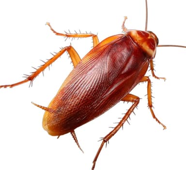 Cockroach