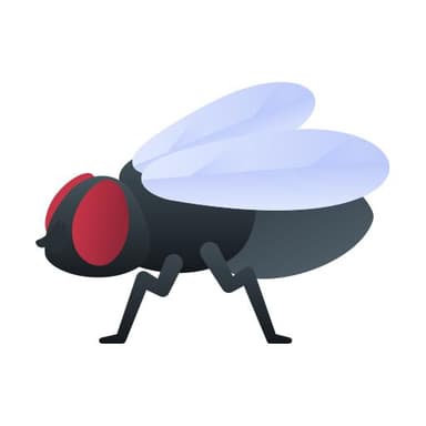 Flies