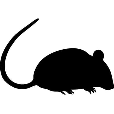 Rodent